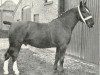 stallion Itourist (Alt-Oldenburger / Ostfriesen, 1921, from Tourist)