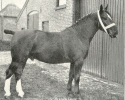 stallion Itourist (Alt-Oldenburger / Ostfriesen, 1921, from Tourist)