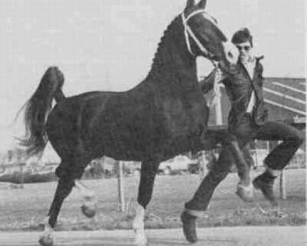 stallion Prins Oregon (Royal Warmblood Studbook of the Netherlands (KWPN), 1974, from Hoogheid)
