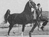 stallion Prins Oregon (Dutch Warmblood, 1974, from Hoogheid)