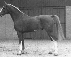 Deckhengst Graaf Wouter (KWPN (Niederländisches Warmblut), 1988, von Wouter)