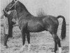 stallion Jonker Oregon (KWPN (Royal Dutch Sporthorse), 1968, from Oregon)
