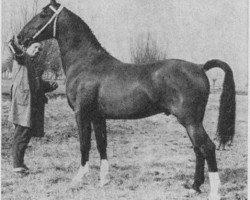 stallion Jonker Oregon (KWPN (Royal Dutch Sporthorse), 1968, from Oregon)