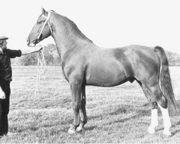 stallion Nova Zembla (KWPN (Royal Dutch Sporthorse), 1972, from Jonker Oregon)
