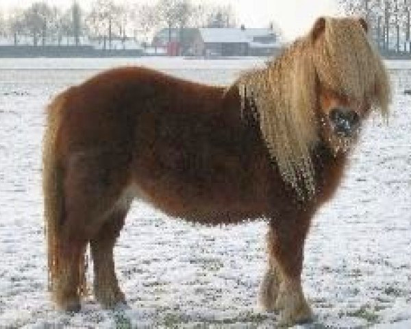 Zuchtstute Pleuntje van Keizershof (Shetland Pony, 2000, von Kismet van Bunswaard)