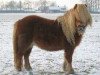 Zuchtstute Pleuntje van Keizershof (Shetland Pony, 2000, von Kismet van Bunswaard)