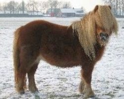 broodmare Pleuntje van Keizershof (Shetland Pony, 2000, from Kismet van Bunswaard)