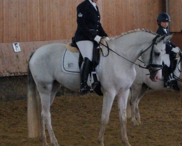 dressage horse Maja (Polish Warmblood, 2010)