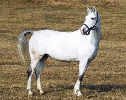 broodmare Safíja (Shagya Arabian, 2007, from Salim)