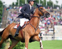 jumper Feloetsghe van de Rhamdiahoeve (Belgian Warmblood, 2005, from Querlybet Hero)