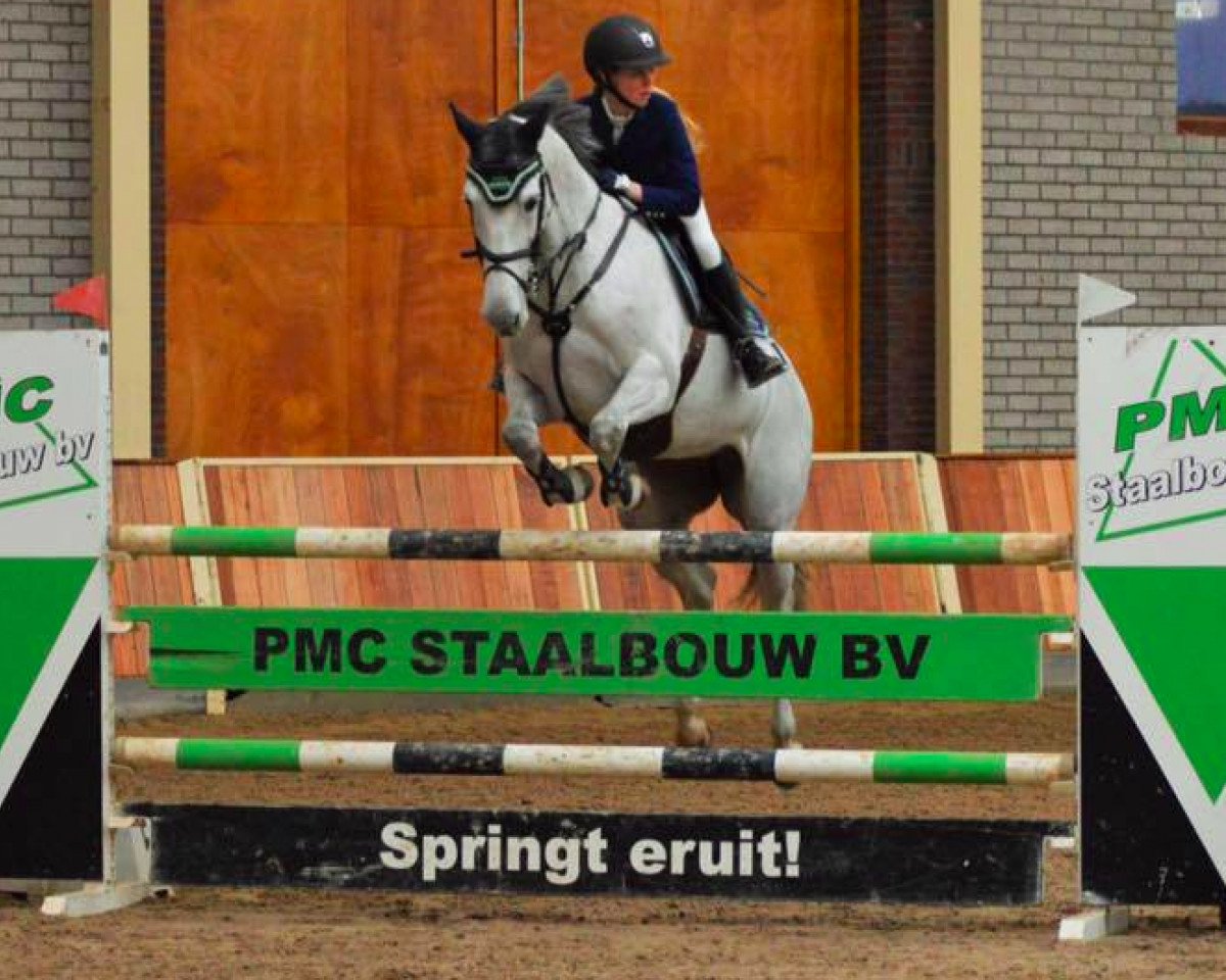 jumper Danique (KWPN (Royal Dutch Sporthorse), 2008, from Corland)