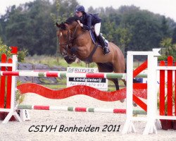 jumper Farao van de Eglantierheuvel (Belgian Warmblood, 2005, from Toulon)