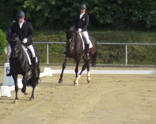 Reitturnier Ladenburg 2019