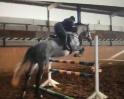 jumper Liselotte vom Zigeunerwald (German Sport Horse, 2012, from Lovson)