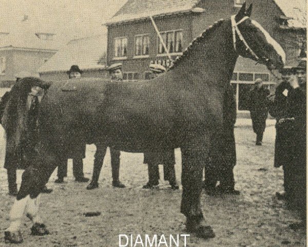 horse Diamant (Gelderland, 1939, from Ot van Wittenstein)
