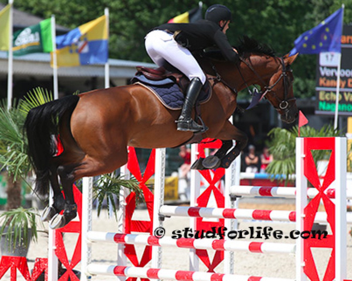 jumper Kandy de La Tombe (Belgian Warmblood, 2010, from Echo van het Neerenbosch)