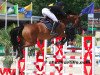 jumper Kandy de La Tombe (Belgian Warmblood, 2010, from Echo van het Neerenbosch)