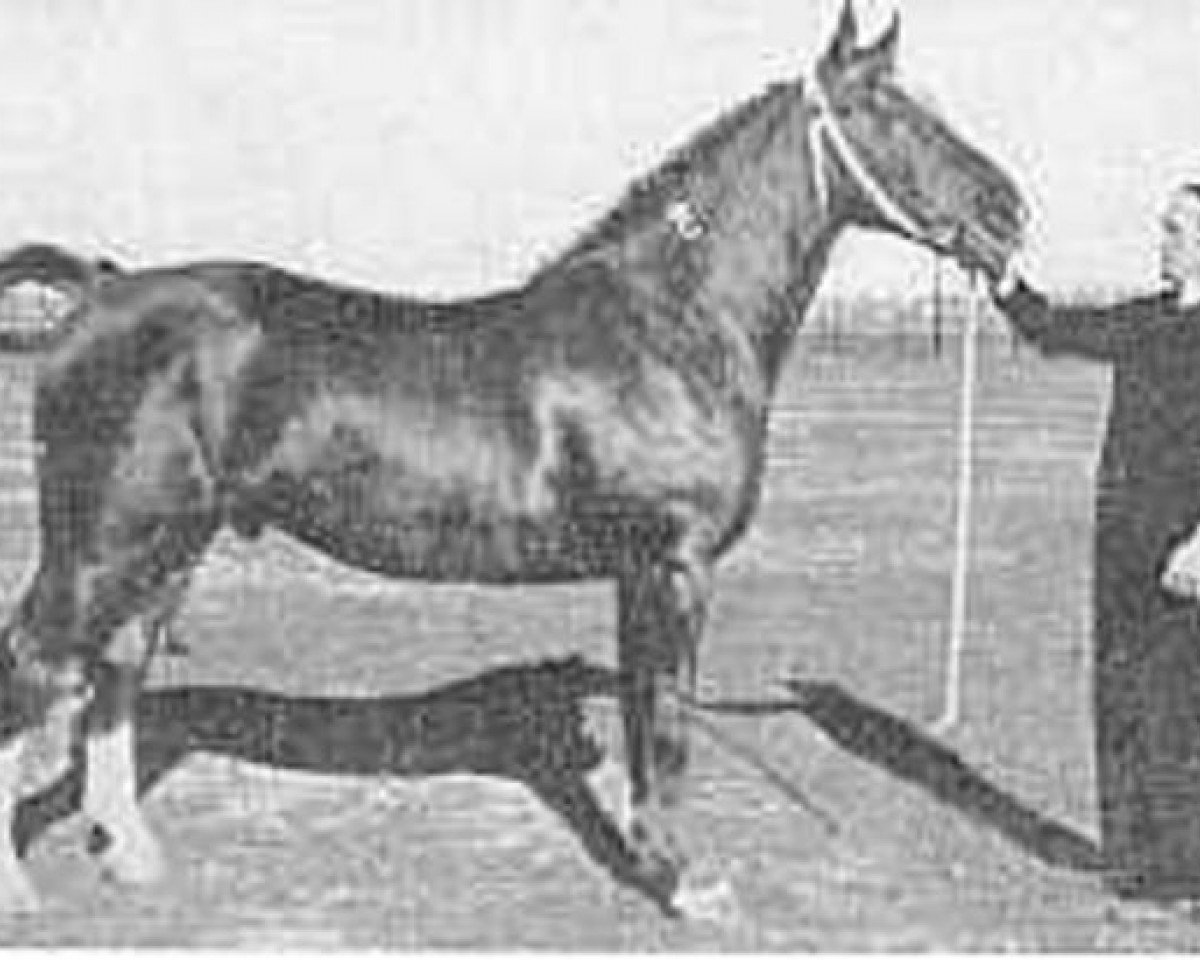 Deckhengst Landheer (Gelderländer, 1947, von Diamant)