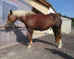 broodmare Amy (South German draft horse, 2009, from Schwangau)