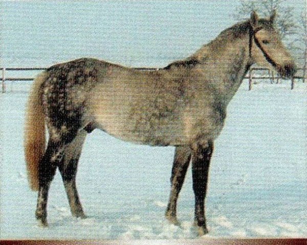 stallion Caos (Holsteiner, 1994, from Cantus)