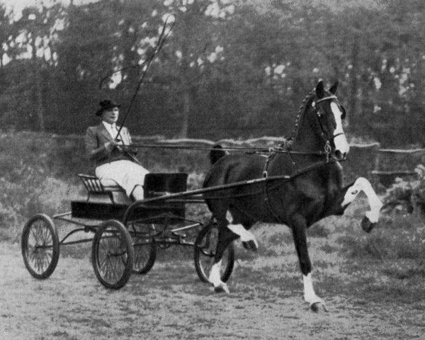 broodmare Holywell Florette (Hackney (horse/pony), 1943, from Solitude)