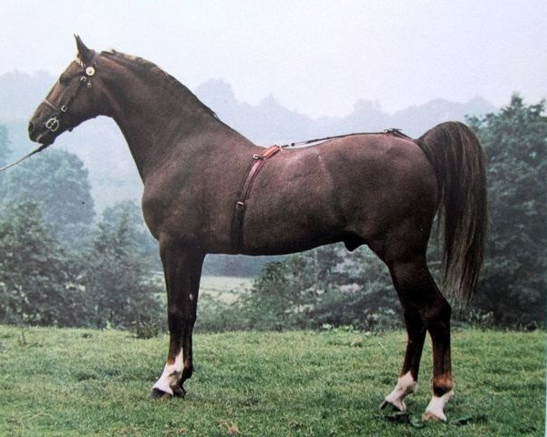 stallion Outwood Florescent (Hackney (horse/pony), 1958, from Solitude)