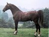 stallion Outwood Florescent (Hackney (horse/pony), 1958, from Solitude)