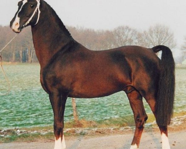 stallion Ganges (Royal Warmblood Studbook of the Netherlands (KWPN), 1988, from Renovo)