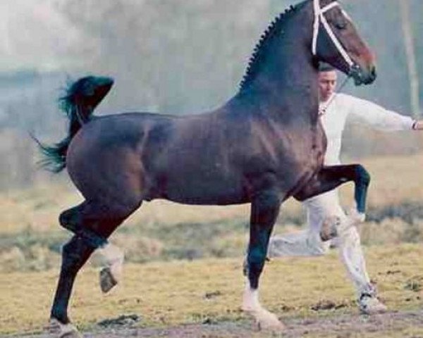 stallion Jonker (Royal Warmblood Studbook of the Netherlands (KWPN), 1991, from Renovo)