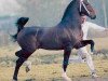 stallion Jonker (KWPN (Royal Dutch Sporthorse), 1991, from Renovo)