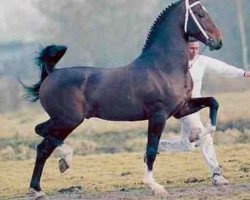 stallion Jonker (KWPN (Royal Dutch Sporthorse), 1991, from Renovo)