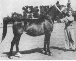 broodmare Spes (Gelderland, 1953, from Normann)