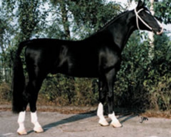 stallion Walser (Royal Warmblood Studbook of the Netherlands (KWPN), 1980, from Rentmeester)