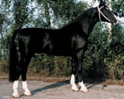 stallion Walser (KWPN (Royal Dutch Sporthorse), 1980, from Rentmeester)