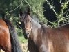 broodmare Domina (German Riding Pony, 2006, from Depardieu)