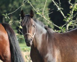 Pferd Domina (Deutsches Reitpony, 2006, von Depardieu)