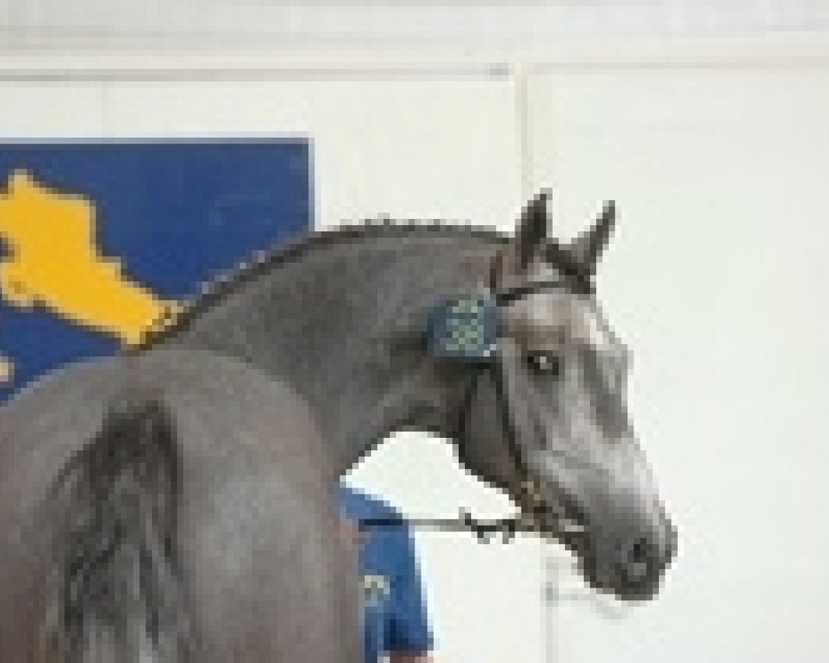stallion Cassini III (Holsteiner, 2004, from Cassini I)