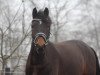 dressage horse Himmelsstürmer D (German Riding Pony, 2011, from Halifax)