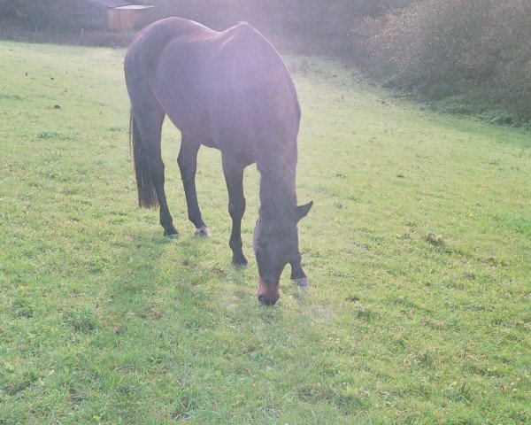 horse Gigolo (Württemberger, 1996, from Gardez)