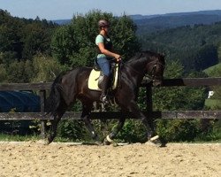 dressage horse Day of Thunder M (Hanoverian, 2008)