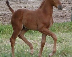 Zuchtstute FBW Desert Rose M (Deutsches Sportpferd, 2014, von Duke of Hearts xx)