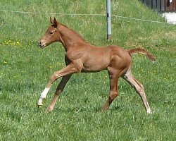 broodmare Diary of Dreams (Württemberger, 2015, from Duke of Hearts xx)