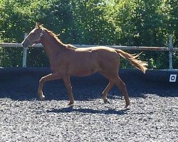 Pferd Ibrasco (Württemberger, 2012, von Ibisco xx)