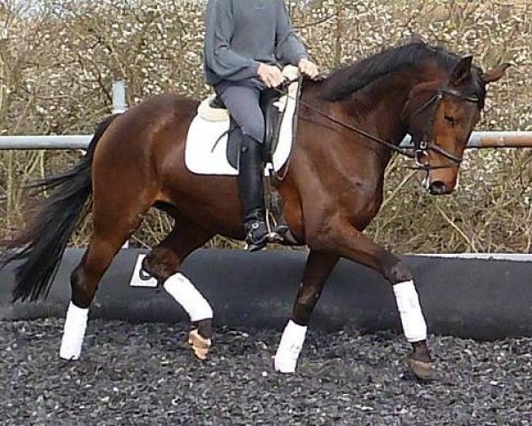 dressage horse Savira 3 (Württemberger, 2010, from Birkhof's Sirtaki)