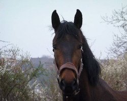 dressage horse Sakura (Württemberger, 2009, from Birkhof's Sirtaki)