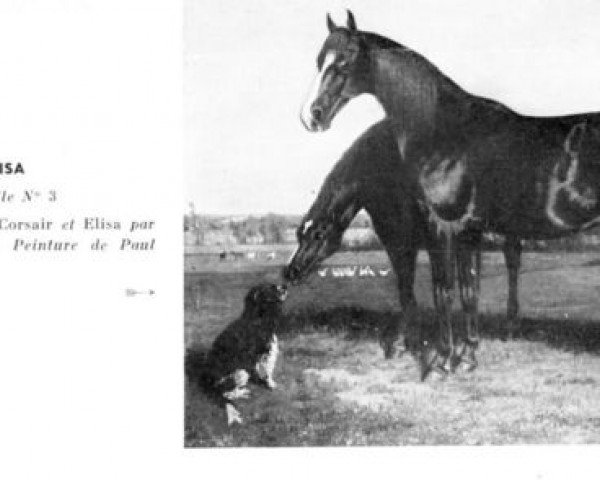 Zuchtstute Elisa II H (Hackney (Pferd/Pony), 1853, von Corsair H)