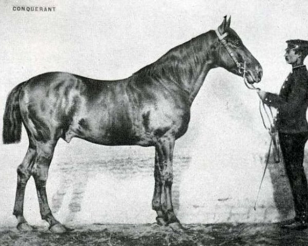 stallion Conquerant (FR) (French Trotter, 1858, from Kapirat (FR))