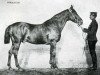 stallion Conquerant (FR) (French Trotter, 1858, from Kapirat (FR))
