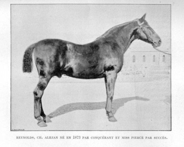 stallion Reynolds (FR) (French Trotter, 1878, from Conquerant (FR))