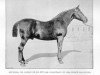 stallion Reynolds (FR) (French Trotter, 1878, from Conquerant (FR))